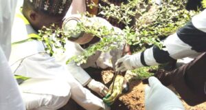 Kano plants 1m tree seedlings to address climate change