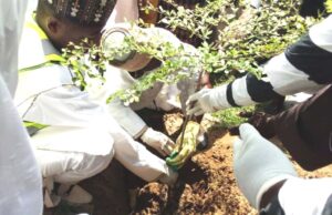 Kano plants 1m tree seedlings to address climate change