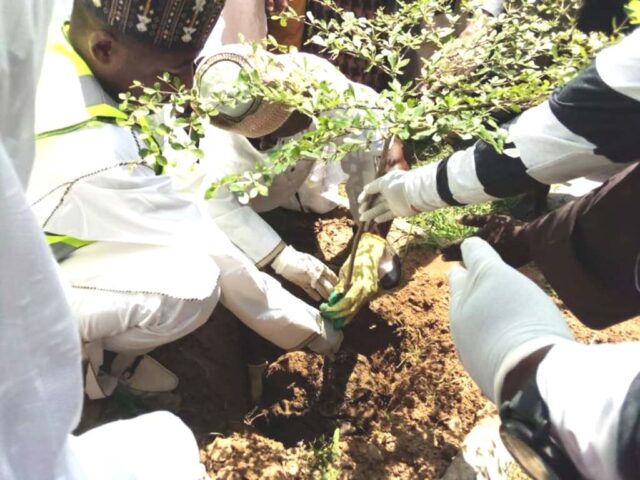 Kano plants 1m tree seedlings to address climate change