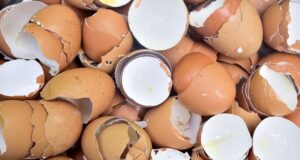 UNILORIN don discovers use of eggshell to tackle pollution