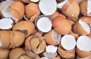 UNILORIN don discovers use of eggshell to tackle pollution