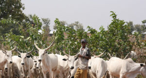 EHICHIOYA EZOMON: Anti-open grazing and government support for herders