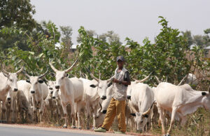 EHICHIOYA EZOMON: Anti-open grazing and government support for herders