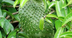 Soursop leaf cures malaria, says researcher