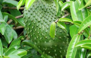 Soursop leaf cures malaria, says researcher