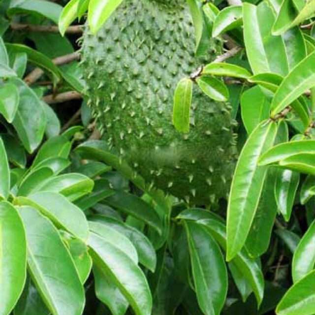 Soursop leaf cures malaria, says researcher