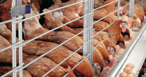 Poultry farmers bemoan rising cost of production PAN chairman, Farms, Egg, Feeds, Poultry farmers
