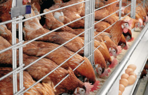 25m Nigerians risk job losses over poultry industry crisis – PAN PAN chairman, Farms, Egg, Feeds, Poultry farmers