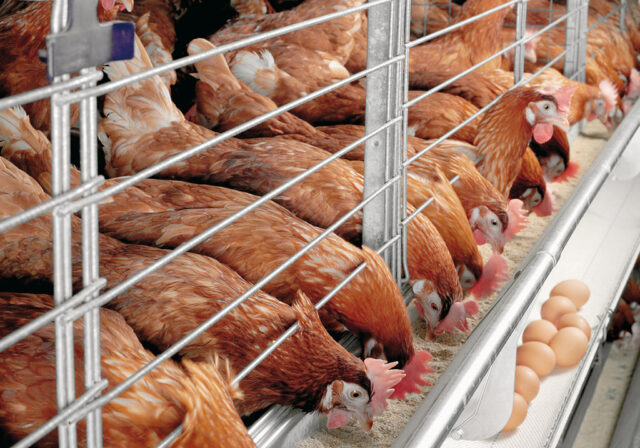 25m Nigerians risk job losses over poultry industry crisis – PAN PAN chairman, Farms, Egg, Feeds, Poultry farmers