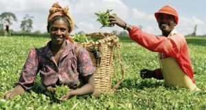 ABP: CBN disburses N864bn to 4.1m farmers in six years vegetable