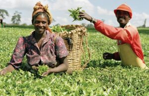 Naira redesign: Farmers seek FG’s compensation over losses vegetable