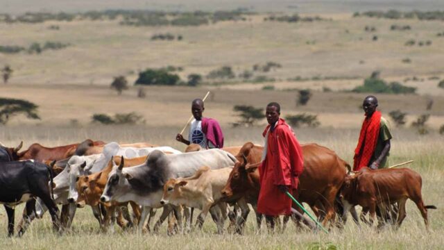 Herdsmen abduct fellow herdsmen Miyetti Allah, Herdsmen