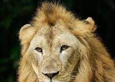 Lion recovers after coronavirus infection in Singapore Lion