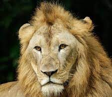 Lion kills varsity worker while feeding animals Lion