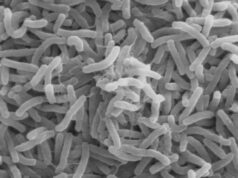 Cholera outbreak kills over 40 in Borno Edo, Badagry, NCDC, Cholera