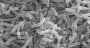NCDC: Cholera claims 149 lives in 2022 Edo, Badagry, NCDC, Cholera