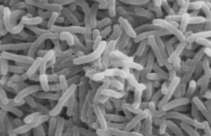 CDC, WHO launch plan to eliminate cholera in Africa Edo, Badagry, NCDC, Cholera