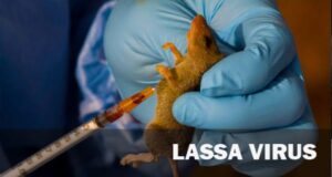 Lassa fever: Ondo records over 50 cases in January NCDC, Lassa fever