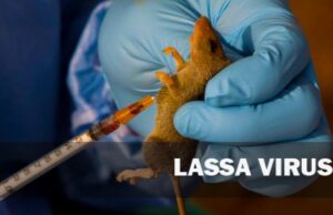 Plateau confirms 11 Lassa fever cases, four deaths NCDC, Lassa fever
