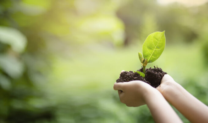 A child holding young plant with sunlight on green nature background. concept eco earth day