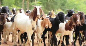 Housewife arrested for stealing 22 goats Teenagers, Goats