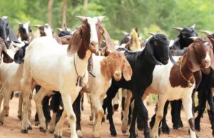 Court sends man to prison for stealing 160 cattle, 24 goats Teenagers, Goats