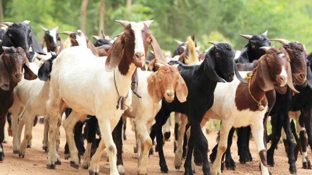 Housewife arrested for stealing 22 goats Teenagers, Goats