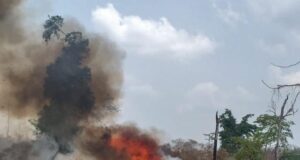 NDLEA arrests 13 farmers, destroys 255 hectares of cannabis farms Cannabis