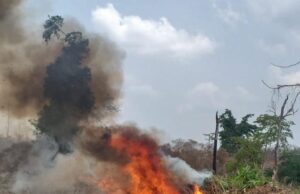 NDLEA arrests 13 farmers, destroys 255 hectares of cannabis farms Cannabis
