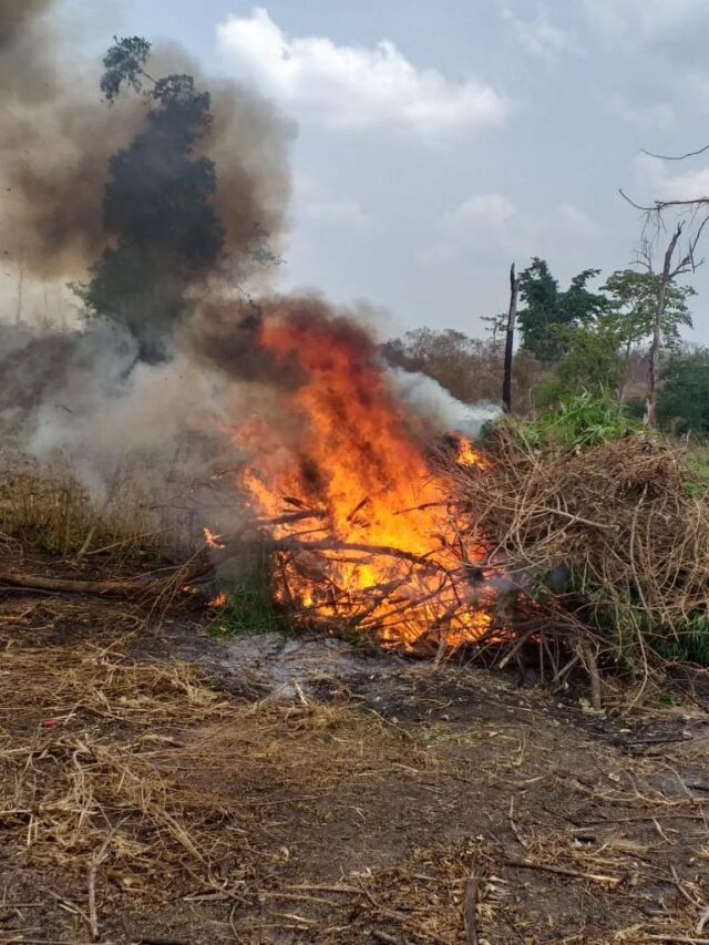 NDLEA arrests 13 farmers, destroys 255 hectares of cannabis farms Cannabis