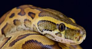 Panic in Delta varsity as python chases students from hostel Python