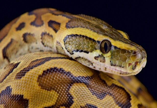 Panic in Delta varsity as python chases students from hostel Python