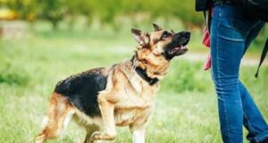 VIDEO: No big deal, I slept with dog ― Lady Dog, Dogs