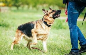 VIDEO: No big deal, I slept with dog ― Lady Dog, Dogs