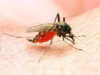Benue earmarks N294.5m to fight malaria Malaria