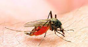 Kaduna embarks on medical outreach, targets 500 residents Malaria