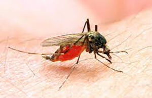 Kaduna embarks on medical outreach, targets 500 residents Malaria
