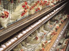 Kano chicken sellers decry poor Sallah sale Poultry