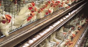 Kano chicken sellers decry poor Sallah sale Poultry