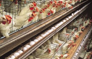 Kano chicken sellers decry poor Sallah sale Poultry