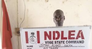 NDLEA arrests 39 in Abuja raids, destroys 5.3 hectares of cannabis farm NDLEA