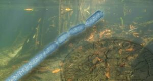 World’s largest bacteria discovered in Guadeloupe Guadeloupe