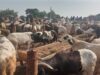 Sallah demand pushes ram prices to N1m, cow N2.5m in Kano, Kaduna markets Eid-el-Kabir