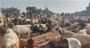 Eid-el-Kabir: Rams, food prices rise as traders bemoan low patronage Eid-el-Kabir