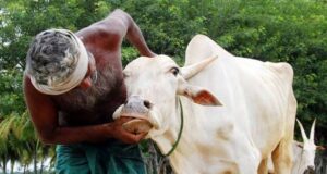 Jigawa engages Fulani vets to combat cattle diseases Cattle diseases
