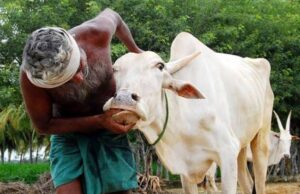 Jigawa engages Fulani vets to combat cattle diseases Cattle diseases