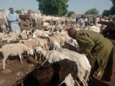 Jigawa butchers to hike prices as Eid-el-Kabir approaches Sallah