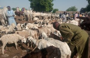 Jigawa butchers to hike prices as Eid-el-Kabir approaches Sallah