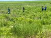 Kaduna farmers warn of looming food crisis over insecurity, fertiliser costs
