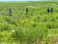 Kaduna farmers warn of looming food crisis over insecurity, fertiliser costs